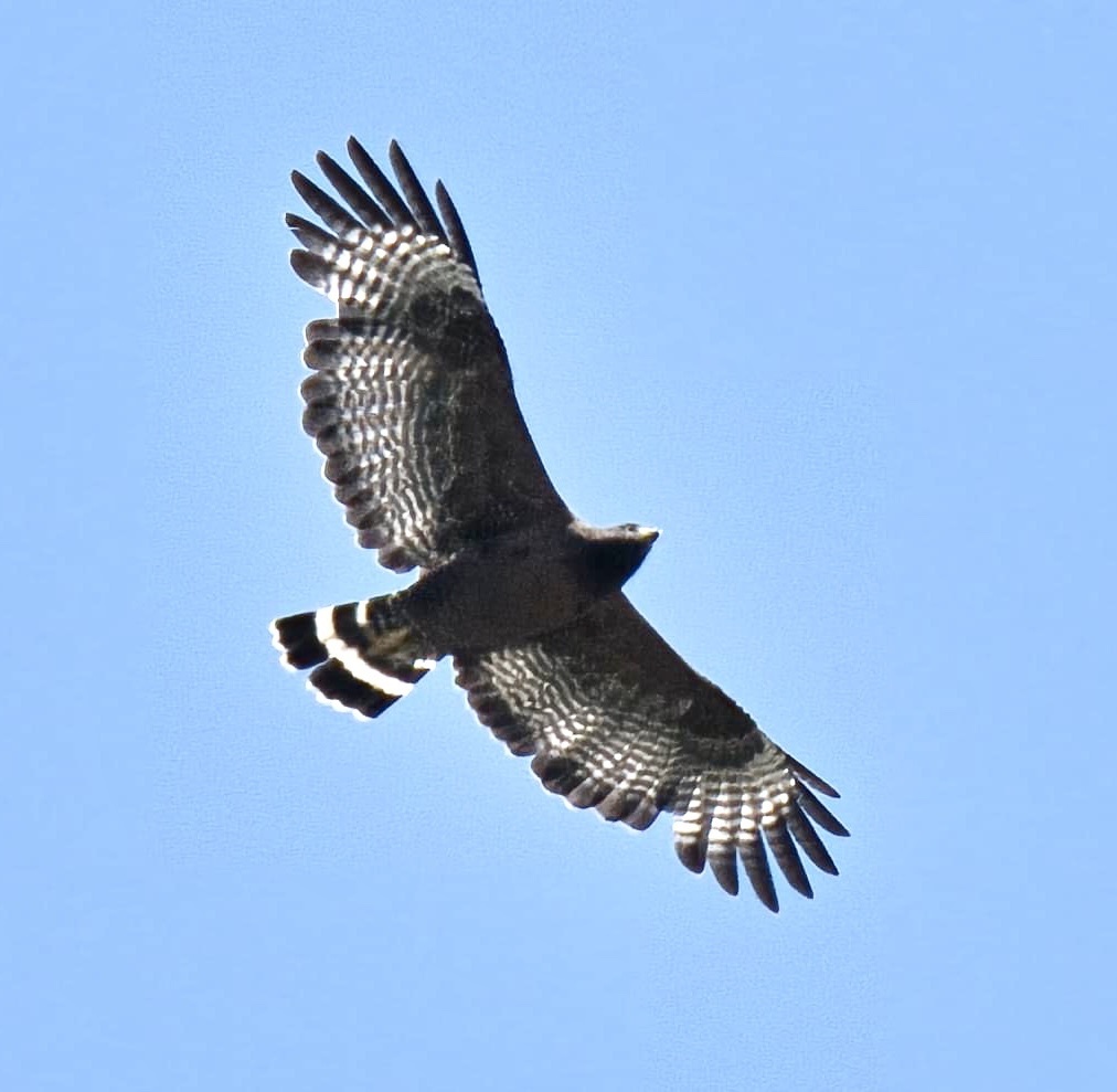 Buteogallus × Buteo