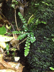 Blechnum membranaceum