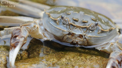 Eriocheir sinensis