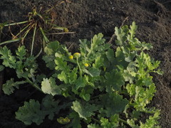 Grangea maderaspatana