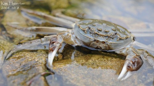 Chinese Mitten Crab, photo 7 of 8