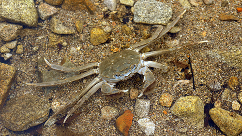 Chinese Mitten Crab, photo 5 of 8