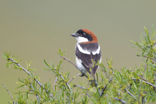 Woodchat Shrike