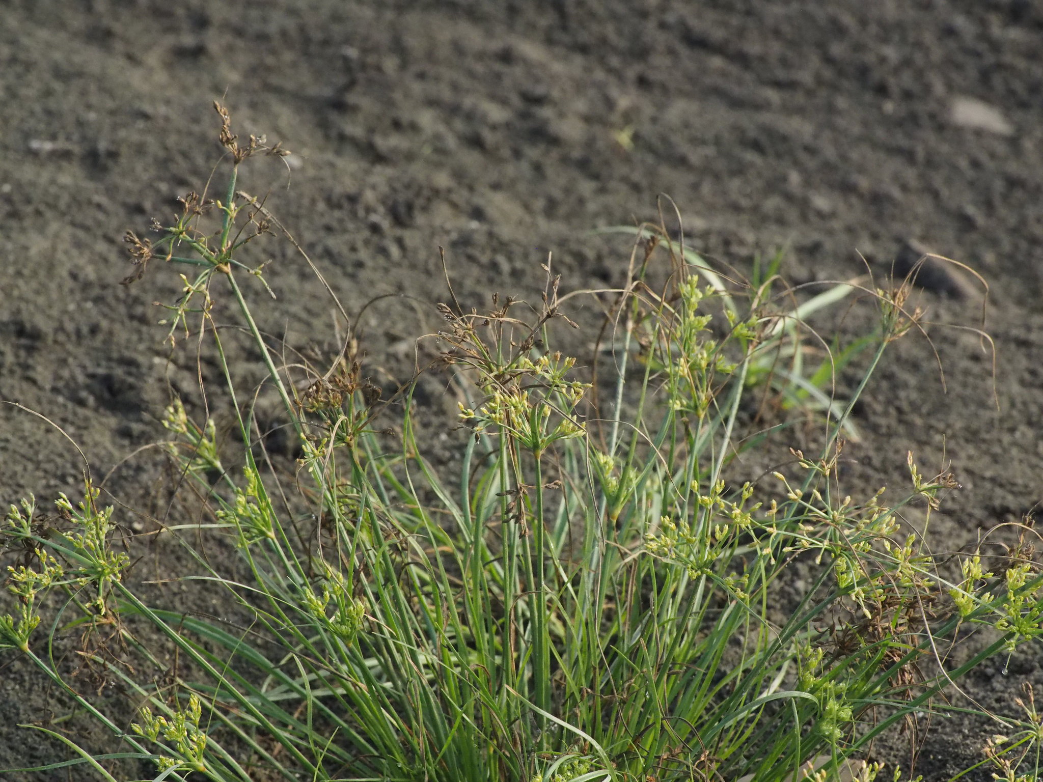 Fimbristylis aestivalis