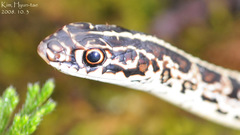 Orientocoluber spinalis