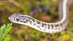 Orientocoluber spinalis