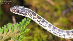 Orientocoluber spinalis