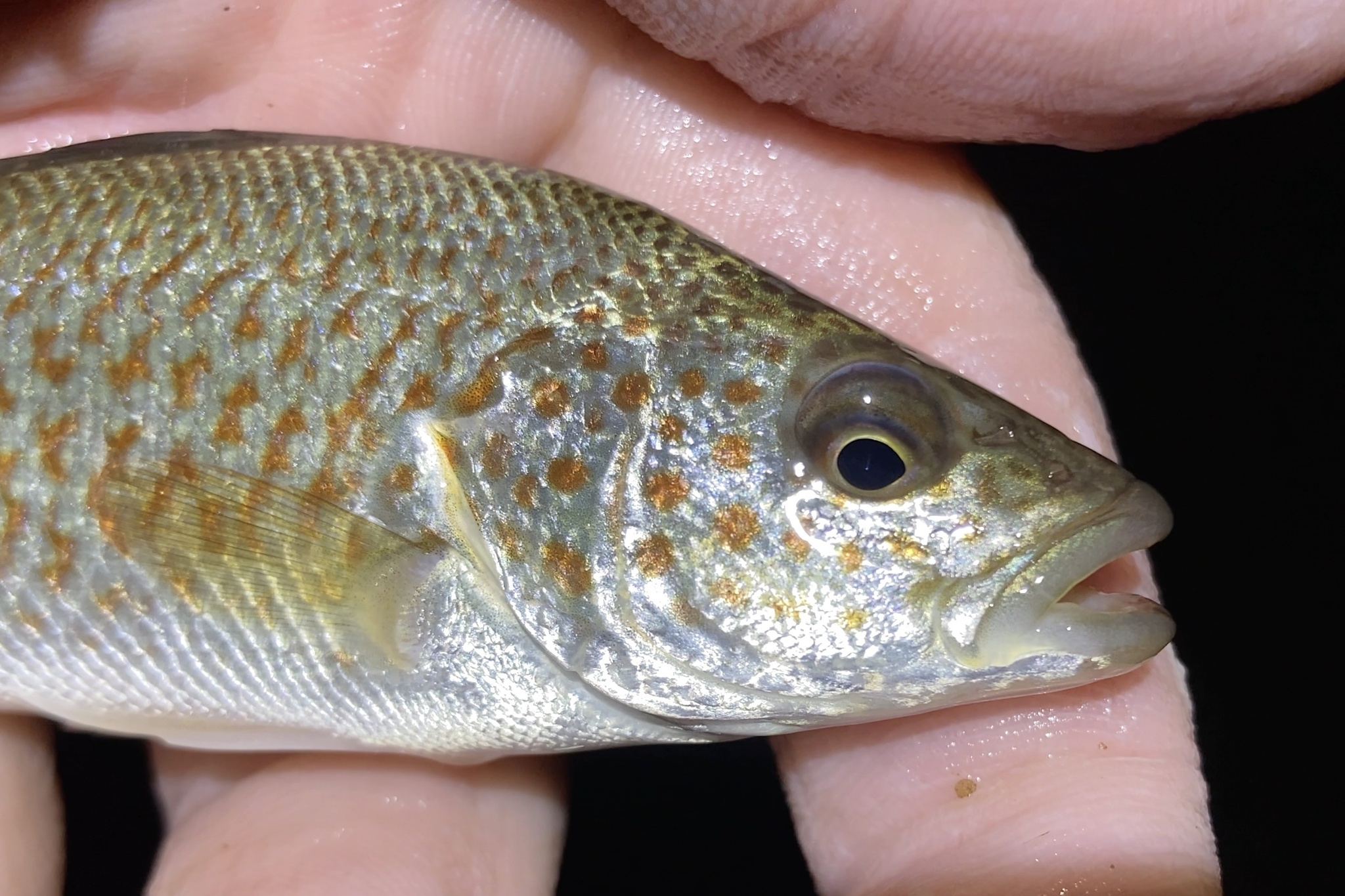 Leiopotherapon unicolor (Günther, 1859)