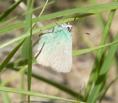 Callophrys dumetorum