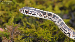 Orientocoluber spinalis