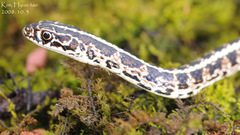 Orientocoluber spinalis