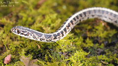 Orientocoluber spinalis