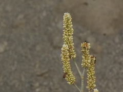 Persicaria lapathifolia lanata