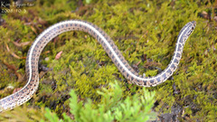 Orientocoluber spinalis