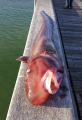 Jellynose photo 2