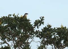 Centropus senegalensis