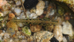 Neocaridina