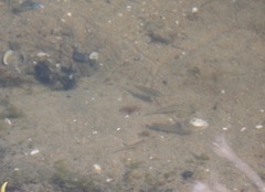 Fundulus parvipinnis