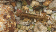 Neocaridina