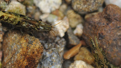 Neocaridina