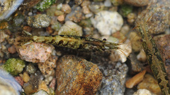 Neocaridina
