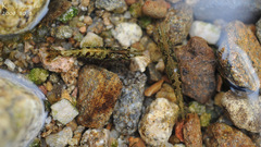 Neocaridina