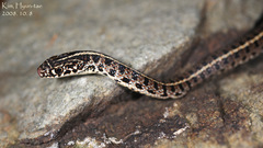 Orientocoluber spinalis