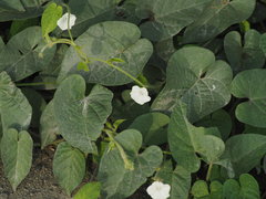 Ipomoea biflora