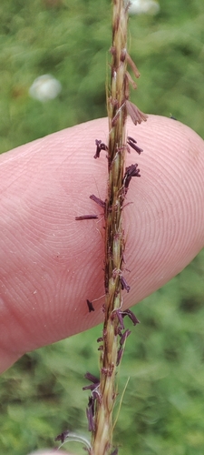 Image of Polytrias indica by no rights reserved