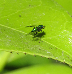 Condylostylus occidentalis