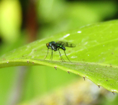 Condylostylus occidentalis