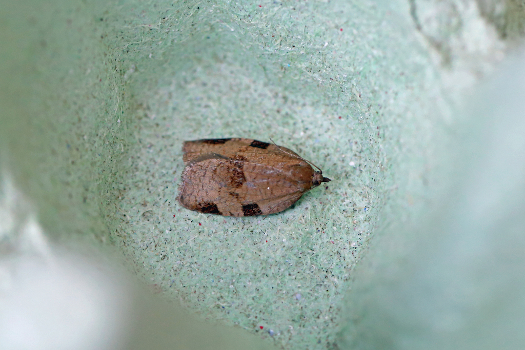 Lozotaenia