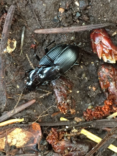 Pterostichus algidus