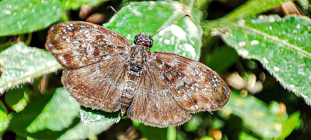 Sostrata grippa