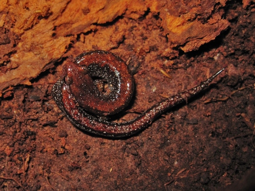 Southern Zigzag Salamander