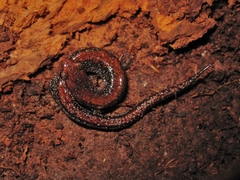 Southern Zigzag Salamander photo 3