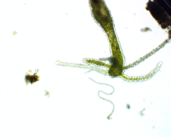 Hydra viridissima image