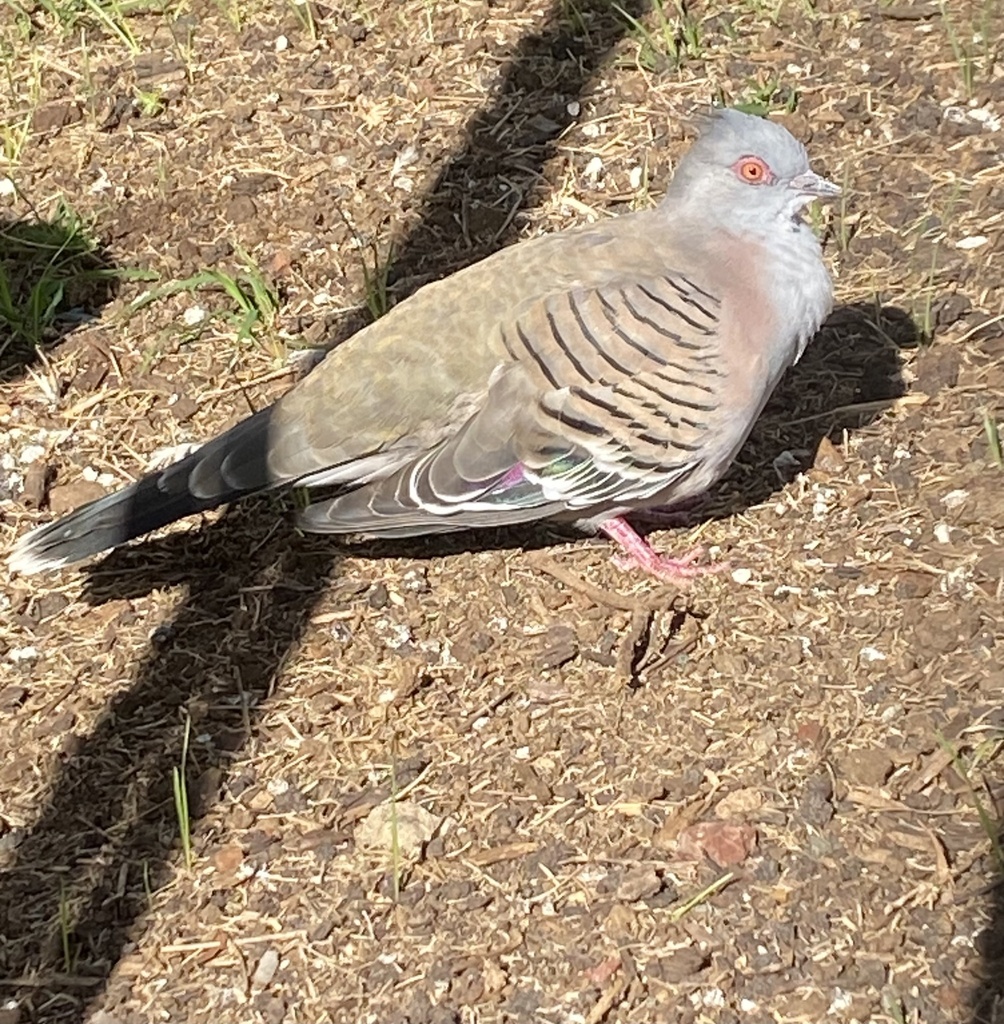 Crested Pigeon from Kirralee Ct, Westbrook, QLD, AU on May 17, 2023 at ...