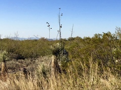 Yucca elata