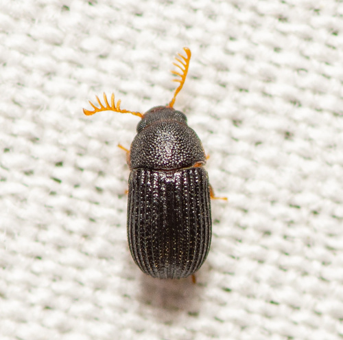 Eastern Rhipidandrus