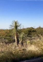 Yucca elata