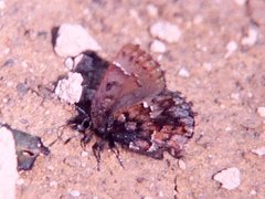 Callophrys lanoraieensis