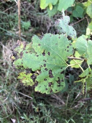 Cercospora moricola
