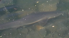 Mustelus