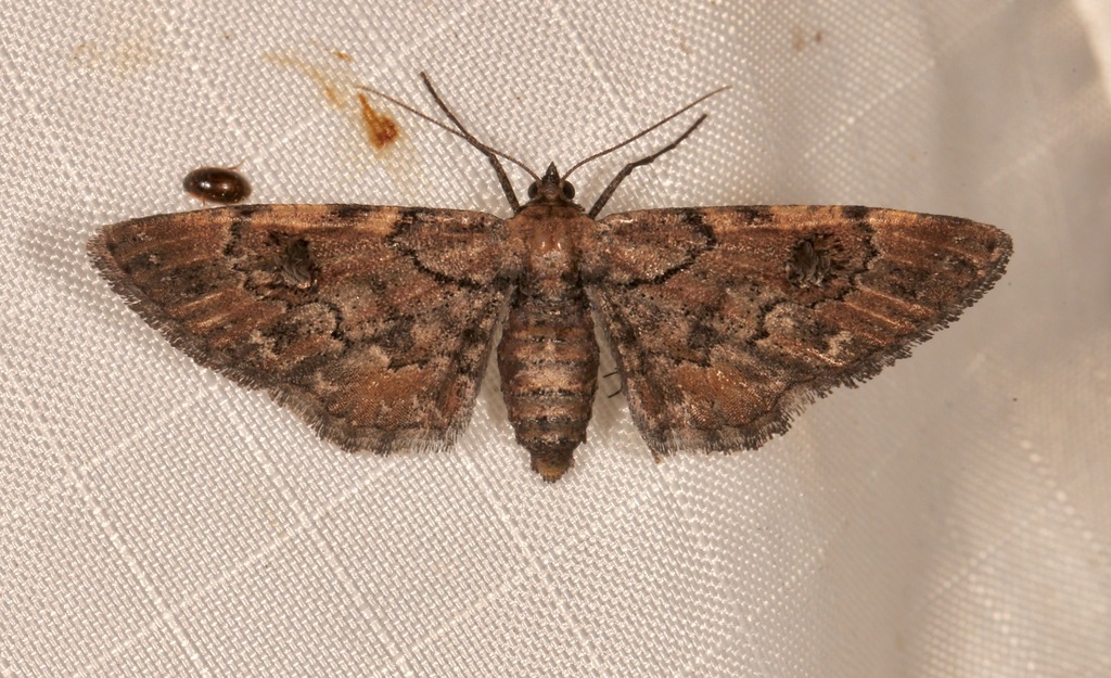 Tornos cinctarius