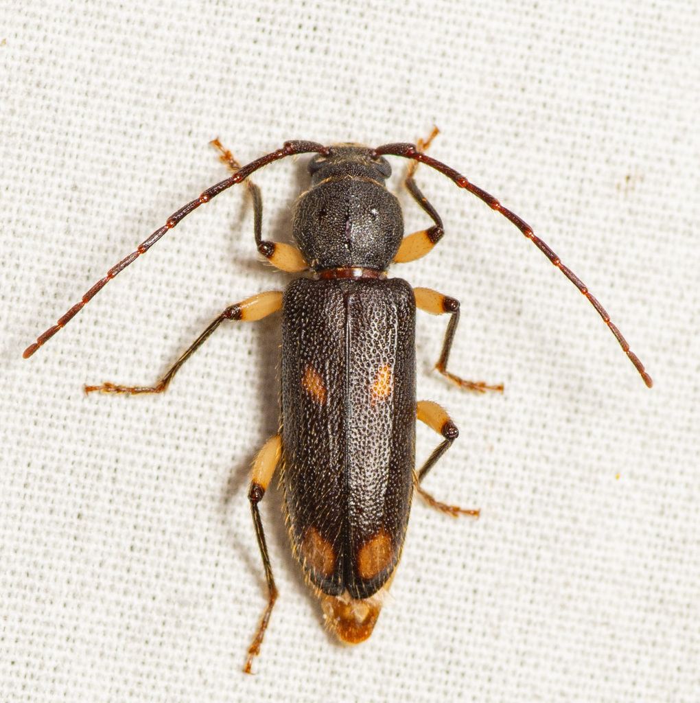 ash and privet borer
