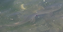 Mustelus