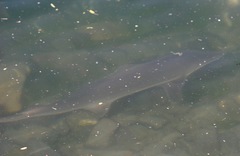 Mustelus