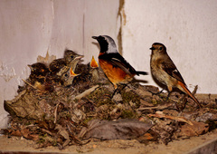 Daurian Redstart photo 5
