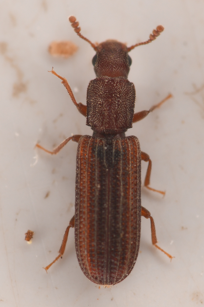 Lasconotus vegrandis